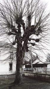 tilleul cour decole 2021 3