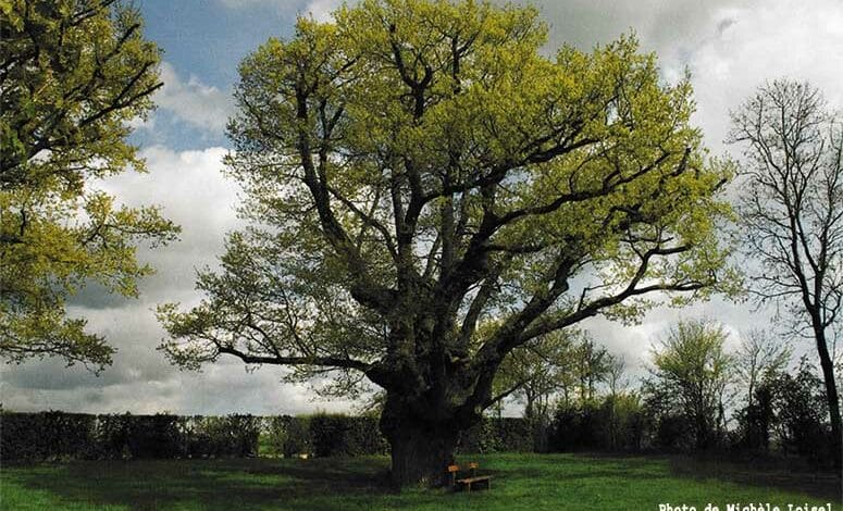 trogne michele loisel 1