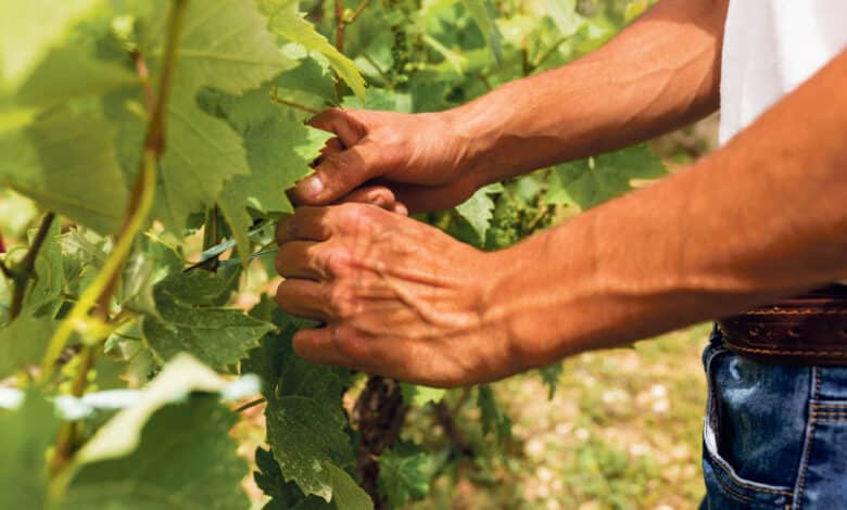 vigne agriculteur avant
